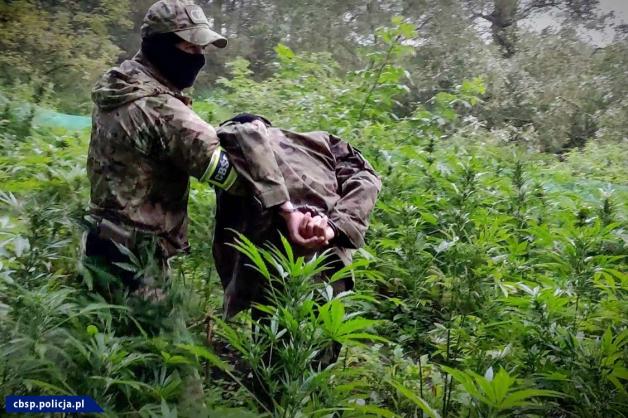 [VIDEO] Zlikwidowane 2 plantacje i przejęte 1650 krzaków konopi - akcja CBŚP i KP w Chełmży